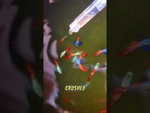 How to take care of guppy fry 🐠 #shorts #guppy