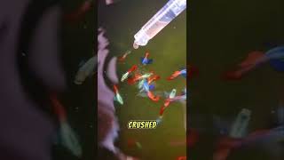 How to take care of guppy fry 🐠 #shorts #guppy