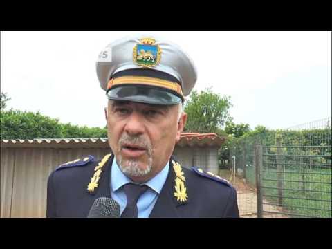 LE VOLPI FANNO STRAGE DI GALLINE