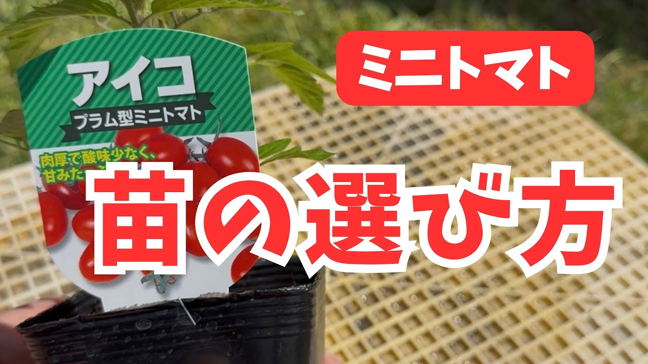 「予習」ミニトマト苗【3つの見極めポイント】
