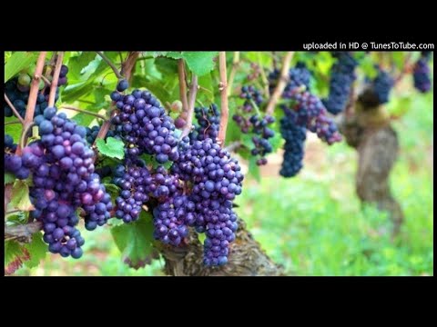 Akamaro gakomeye k'IMBUTO Z'IMIZABIBU ku buzima bwa muntu.