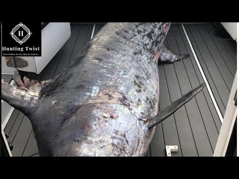 Big Swordfish Hunting From a Boat