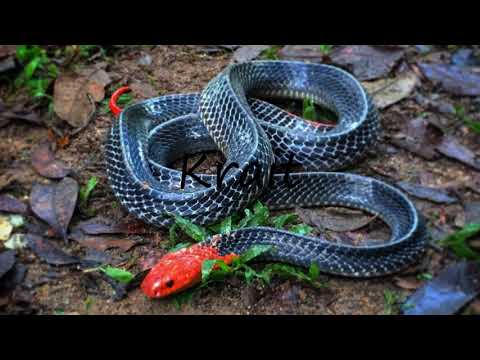 How to Pronounce Krait?