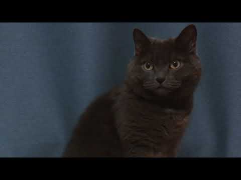 I was acting...or was I? (Cat version)