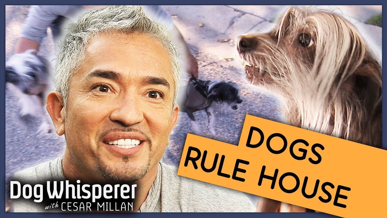 Out Of Control Dogs Rule Over Family 😬 | Full Episode | S9 Ep 5 | Dog Whisperer With Cesar Millan