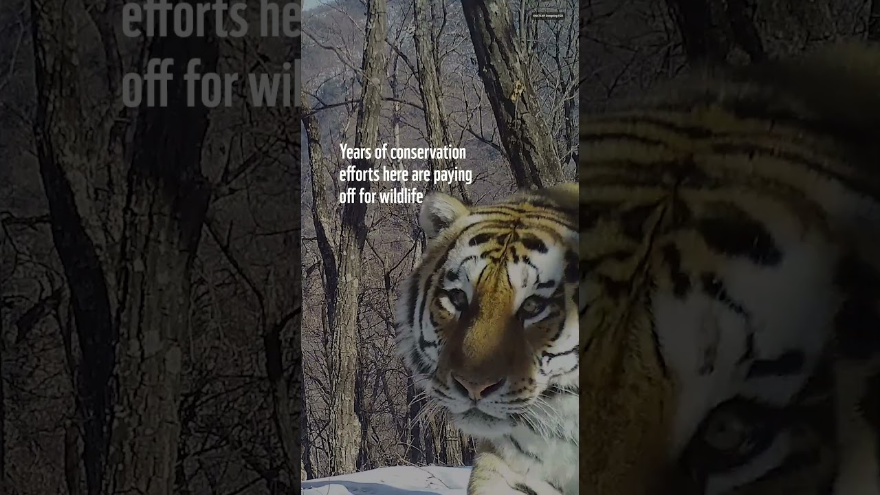 Meet the Big Cats of Northeast China 🐯