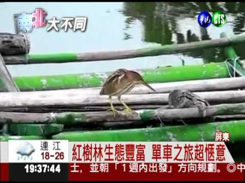 "第一鮪"明開賣 黑鮪季正式登場