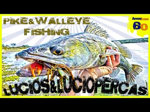 PESCA de LUCIOS y LUCIOPERCAS desde ORILLA | PIKES ZANDER FISHING FROM SHORE | www.bofishing.es