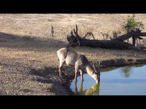 Djuma: Waterbuck bull - 16:45- 10/25/18
