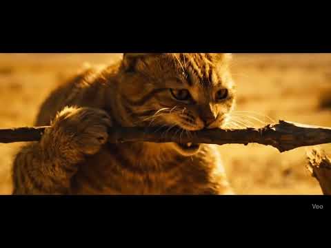 Cat’s survival under epic Saturn 