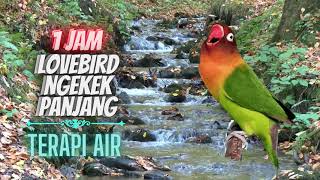 Download lagu Lovebird Betina Ngekek Panjang Kombinasi Suara Air Mengalir || Terapi Air Lovebird Macet Bunyi mp3 Download lagu Lovebird Betina Ngekek Panjang Kombinasi Suara Air Mengalir || Terapi Air Lovebird Macet Bunyi mp3