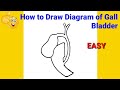 how to draw gallbladder diagram | how to draw gallbladder easily | how to draw gallbladder