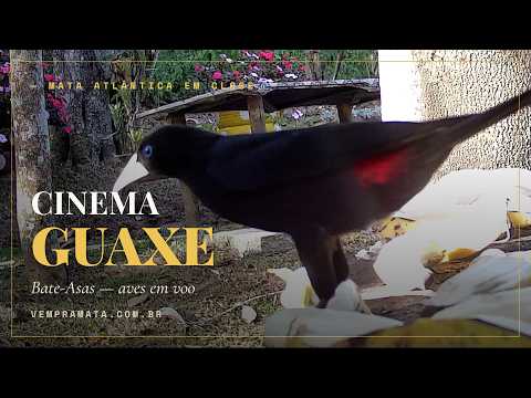 Pássaro no comedouro em close — Cinema Bate-Asas, Mata Atlântica, Santa Teresa ES