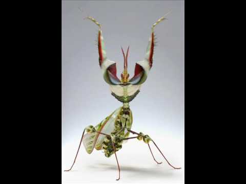 Haldolium - Diabolica