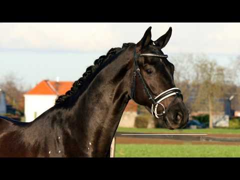 2015 gelding Don Nobless x Scolari *SOLD*