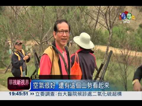 大坑濁水巷櫻花開 志工疏導交通