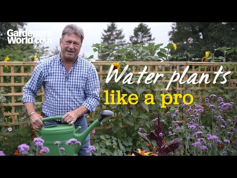 How to water plants effectively