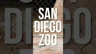 Exploring San Diego’s 100-ACRE zoo! 🦁 #sandiegovlog #sandiegozoo #sandiego #visitsandiego