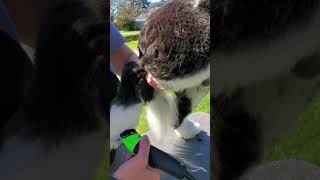 Portuguese Water  Dog Pet Retriever trim by Pam Bober/Silver Sands Pwds