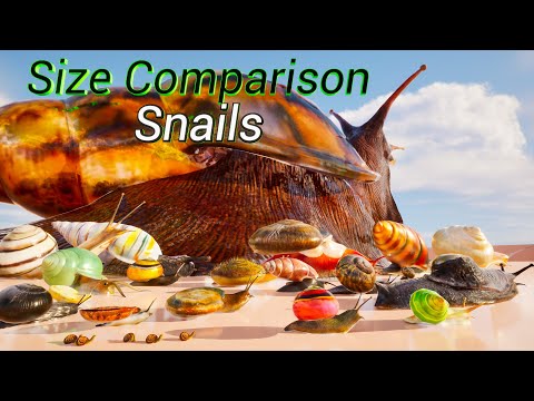 SIZE COMPARISON: BIGGEST Snails in the World
