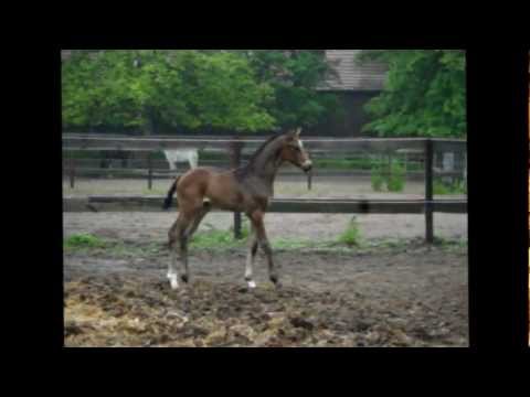 Don Olymbrio  Hengst Fohlen Designer 17 Tage alt