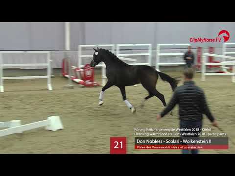 21 Hengst v. Don Nobless - Scolari - Wolkenstein II