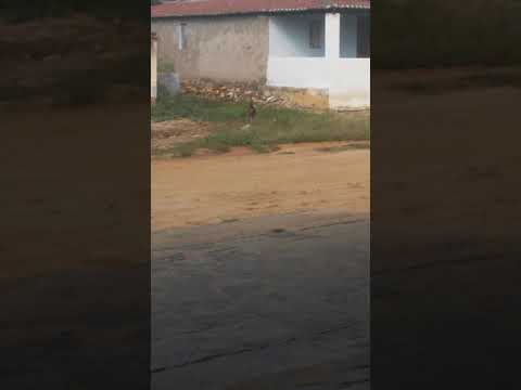 Briga de galinha. Como pode iso