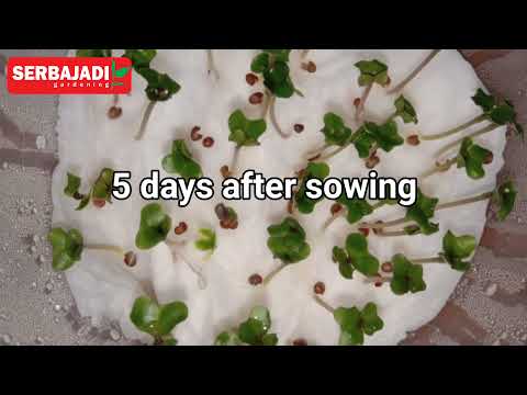 , title : '#Gardeningtips20 - Easiest way to grow cauliflower from seeds'