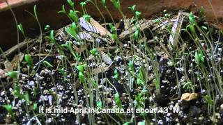 preview picture of video 'NATURE: Experimenting with Time-Lapse Video - Cilantro Sprouts'