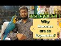 Why Are Macaws So Expensive Blue And Gold Macaw Price In India Guli Guli Pets
