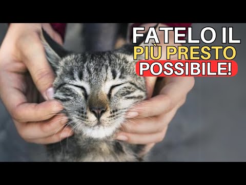 Se accarezzi le guance del tuo gatto tutti i giorni, QUESTO accadrà.