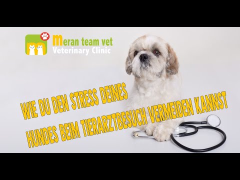 02 -  Wie du den Stress deines Hundes beim Tierarztbesuch vermeiden kannst