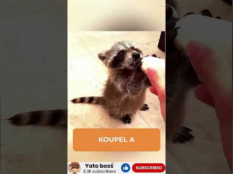Zachránili malého mývala #shorts #zajimavosti