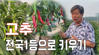 온밭이 튼실한 고추밖에 안보여요, 비법 알려드립니다!