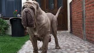 Download lagu Neapolitan mastiff Marilyn mp3 Download lagu Neapolitan mastiff Marilyn mp3