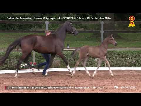 Lot 3 v. Tangelo van de Zuuthoeve / Emerald van het Ruytershof