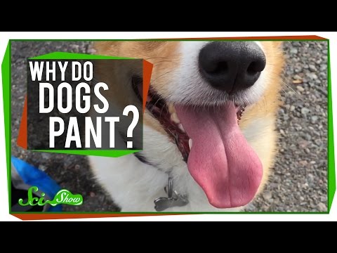 Why Do Dogs Pant?