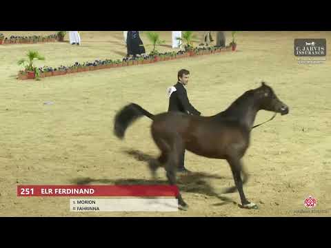 N.251 ELR FERDINAND - The Turfah Arabian Horse Show 2023 - Stallions 4-6 Years Old (Class 10A)