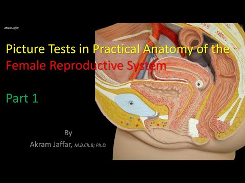 Anatomy Of The Female Reproductive System 1