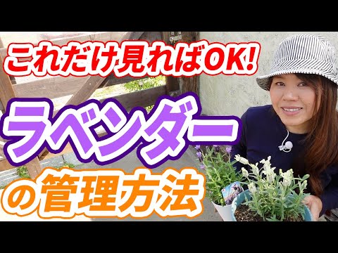 ラベンダー「ムンステッド」 植物
