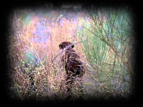 CAZA de CODORNIZ. Kai «Vintage» (VIII) – bonviedro.com