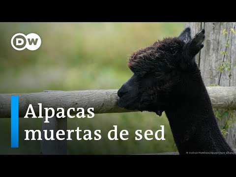 Alpacas aprenden a beber de la mano en el Altiplano boliviano