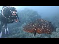 Diving on Madeira, Manta Diving Madeira, Canico, Portugal, Madeira
