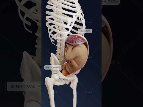 What is an oblique fetal lie and how does it affect delivery? Obstetrics in 3D