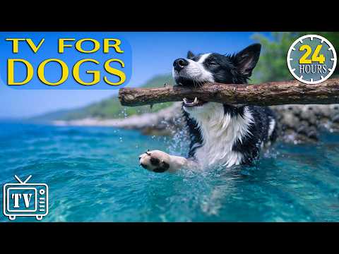 Dog TV 24/7: Calm Dogs All Day with Anti-Anxiety Music for Dogs & Fun Dog Videos & Dog Calming Music