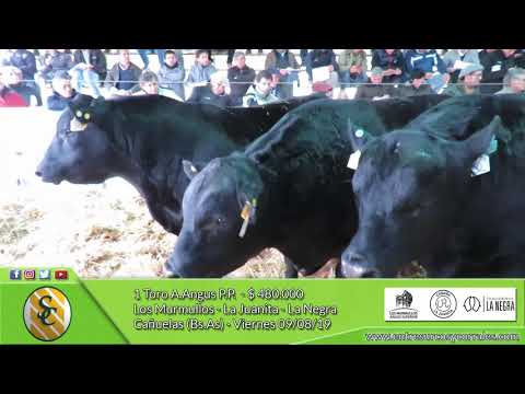 09-08-19 - Venta de Toros A.Angus PP. - Cabañas Los Murmullos, La Juanita y La Negra - Cañuelas