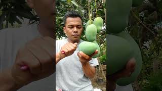 Download lagu Panen mangga harum manis masak di pohon #manggaharummanis mp3 Download lagu Panen mangga harum manis masak di pohon #manggaharummanis mp3