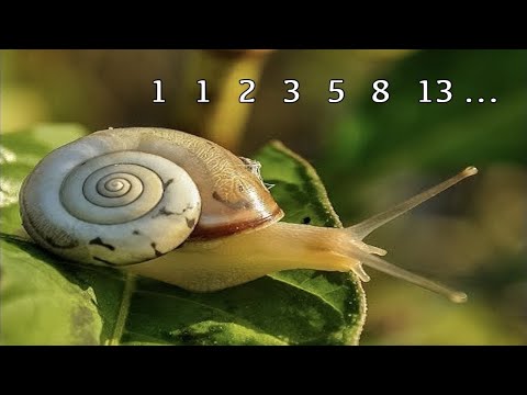 Die Fibonacci-Zahlen und ihre Bedeutung in der Natur