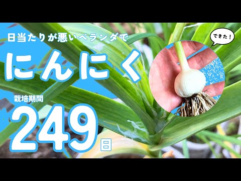 もうニンニクは買わないでください！ペットボトルでニンニクを栽培する方法は次のとおりです。 2 つのチュートリアル + ビデオ  庭園