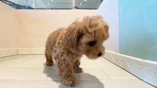 ハーフ犬の動画01